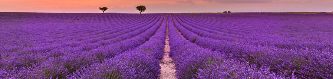 What Does Aromatic Mean In Perfumery?