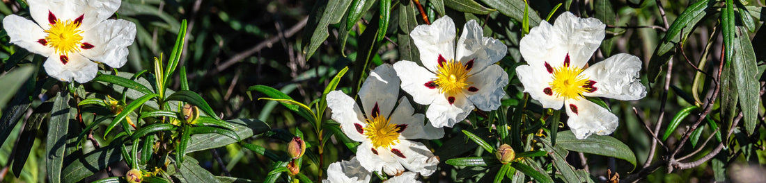 What are Chypre Fragrances?