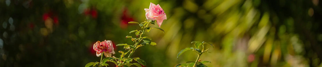 The Best Summer Perfumes for Women in 2026